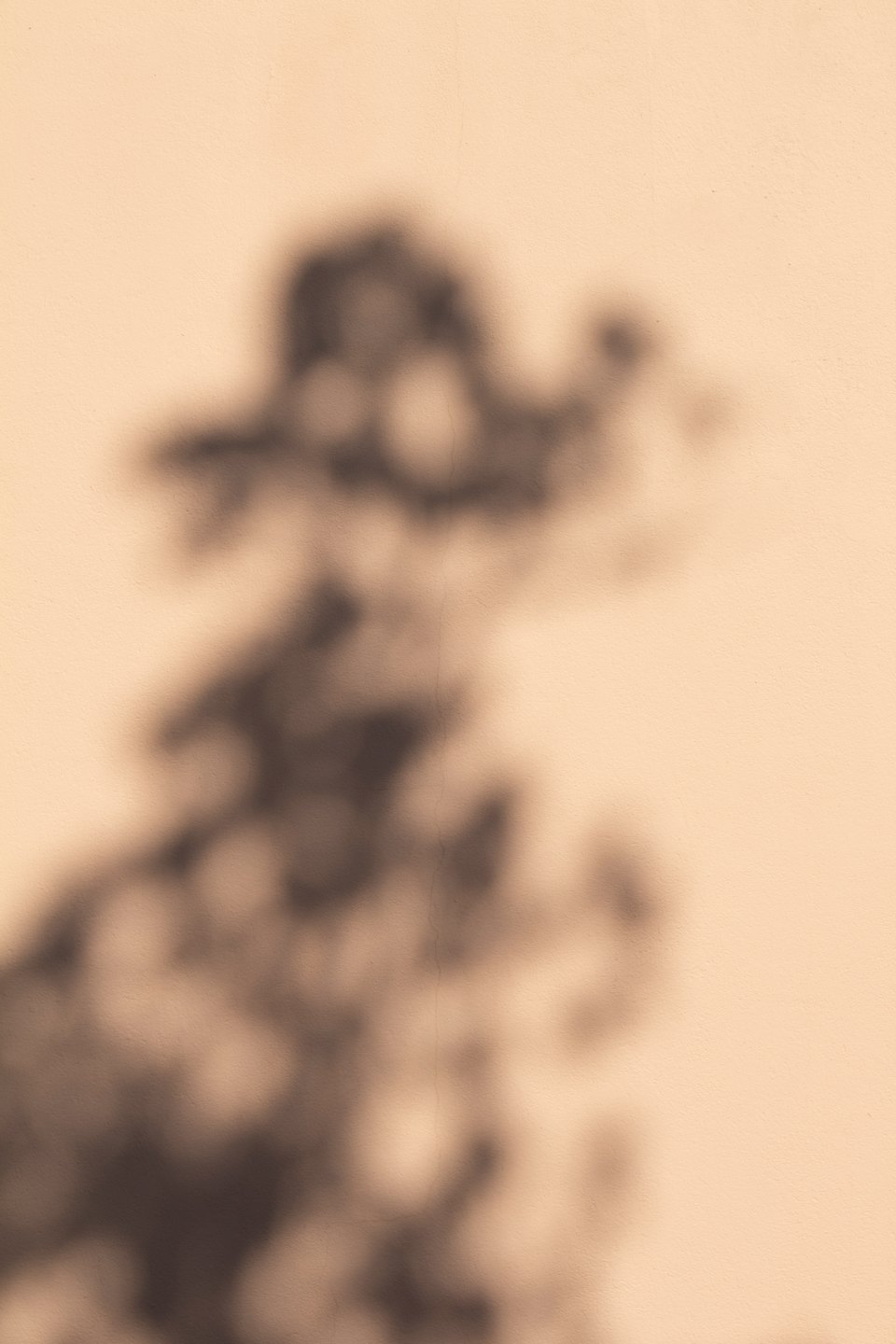 Schatten von Blättern an einer pfirsichfarbenen Wand.